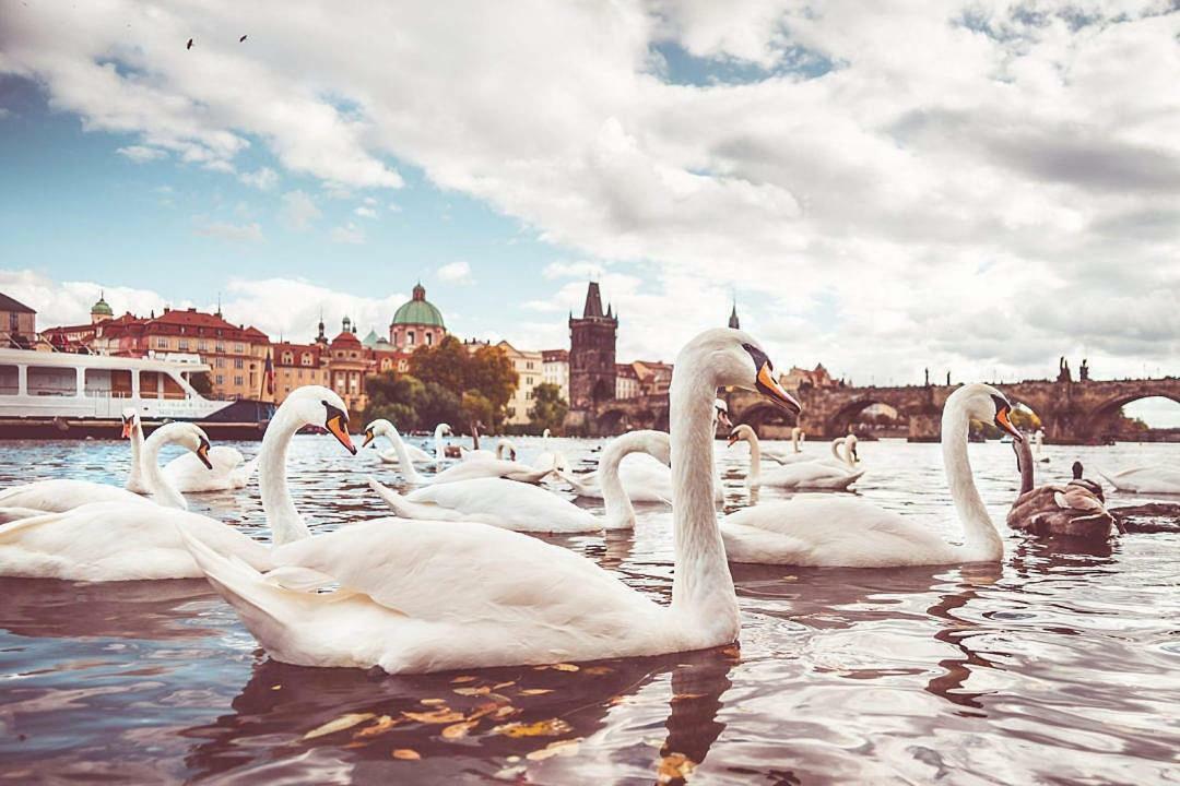 Quiet Apartment With Balcony Charles Bridge براغ المظهر الخارجي الصورة